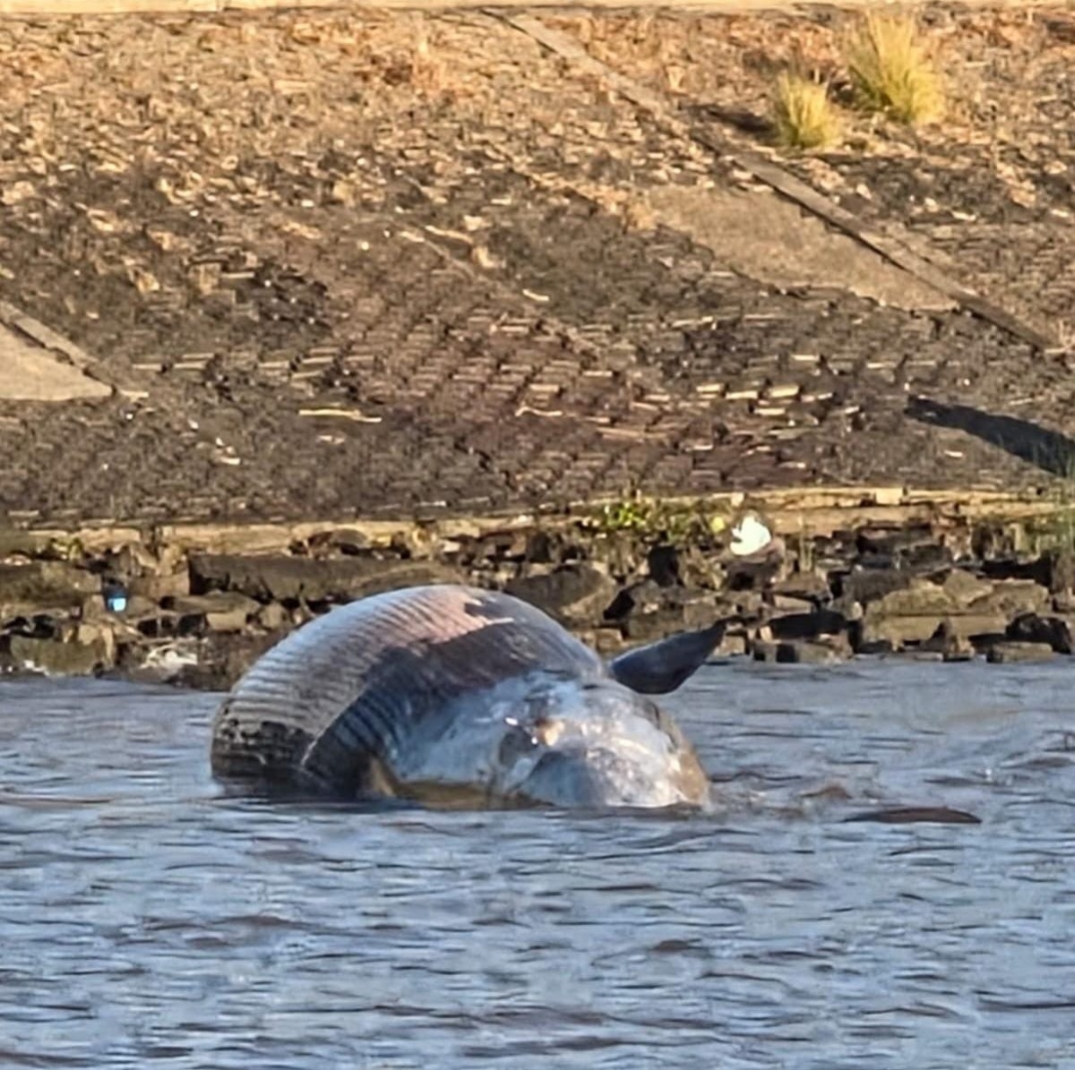 Fotos y videos: todo lo que se sabe de la ballena hallada muerta en el Río de La Plata