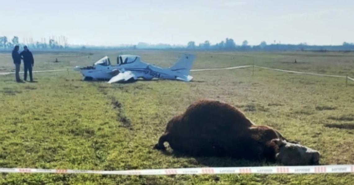 Insólito: una avioneta chocó contra un toro cuando estaba aterrizando