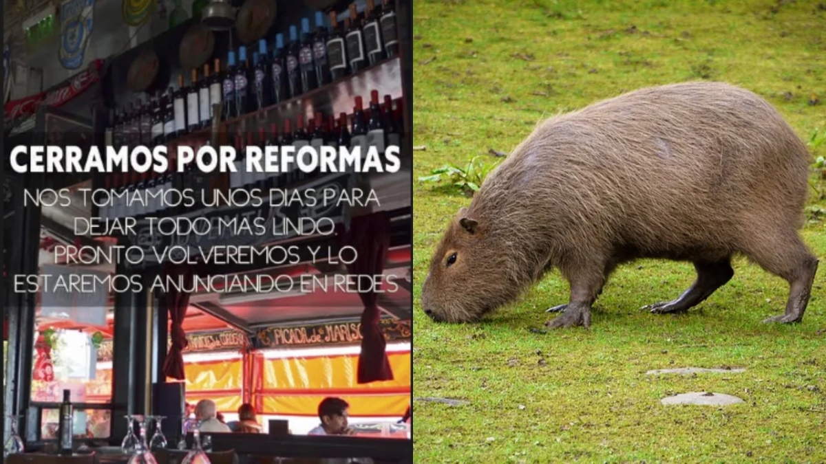Un restaurante que servía carne de carpincho justificó su clausura con una excusa
